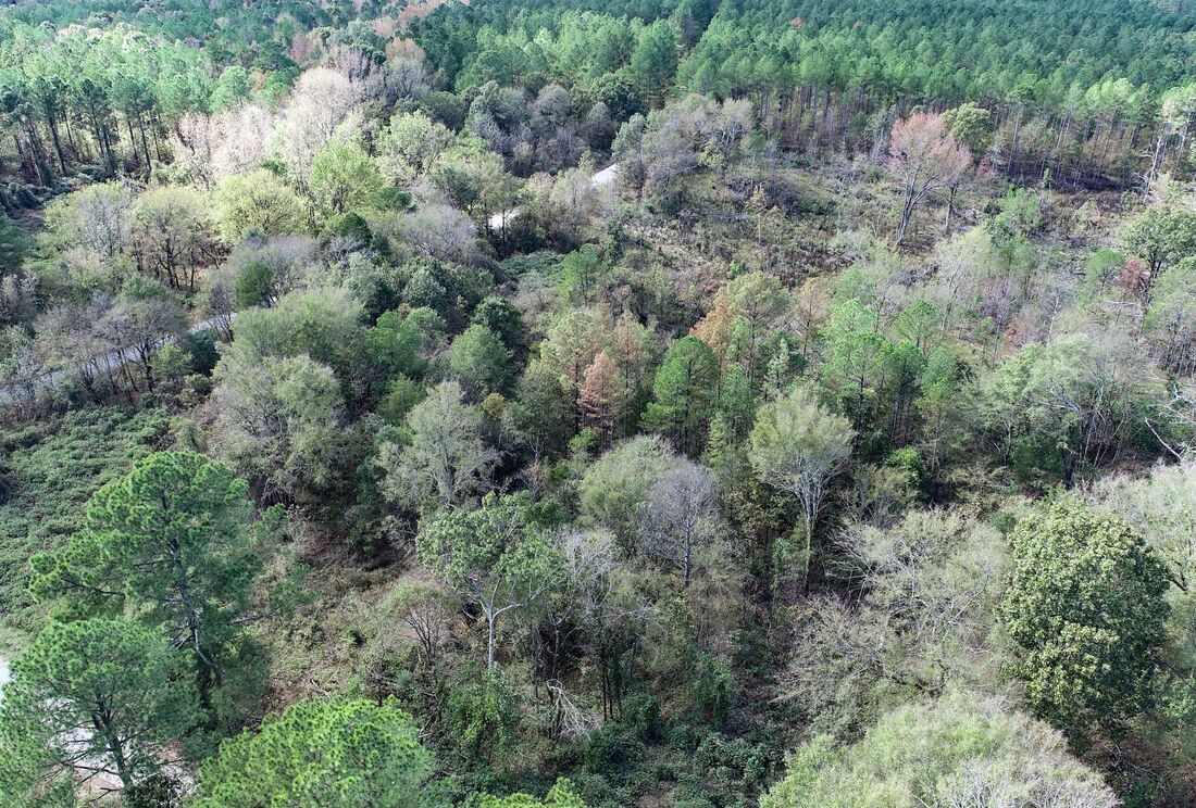 Aerial view of hardwoods at Tillatoba