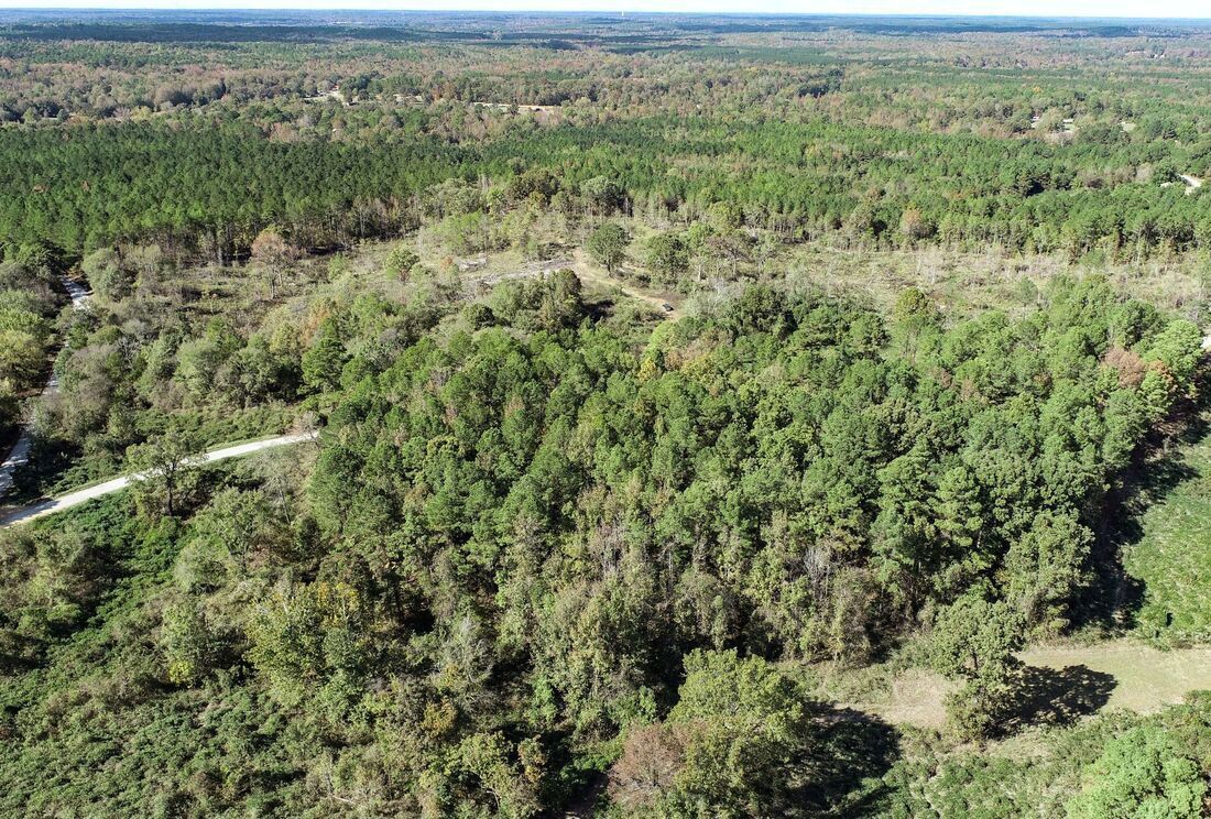 Pines and open ground at Tillatoba near Tillatoba, MS