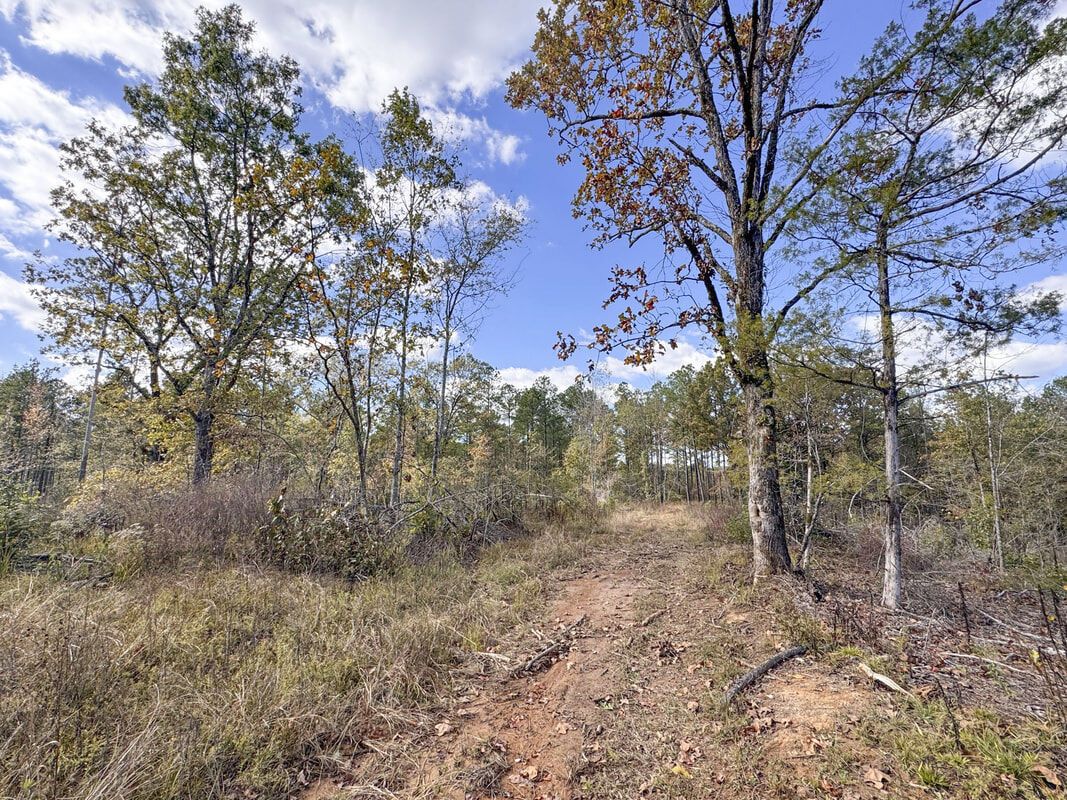 Trail through a Tillatoba tract in Yalobusha County
