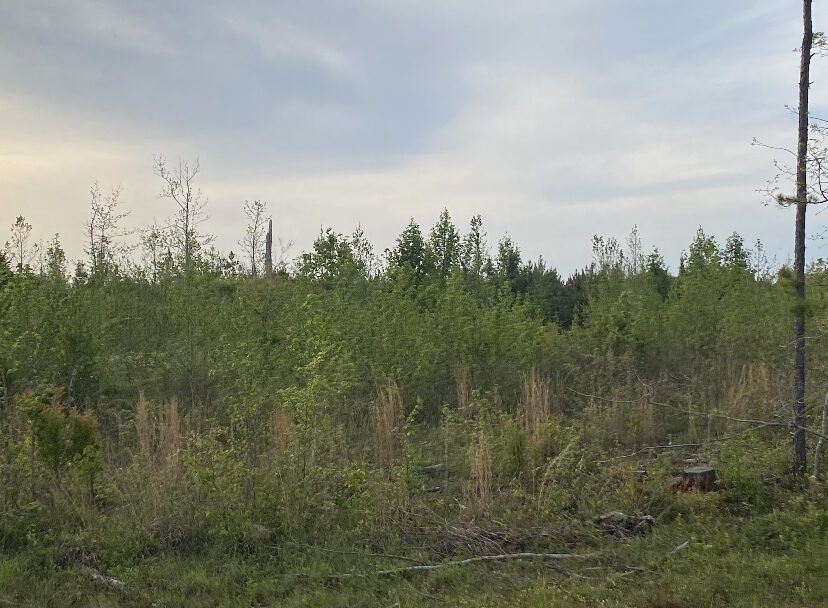 Open ground and young timber at Union Ridge