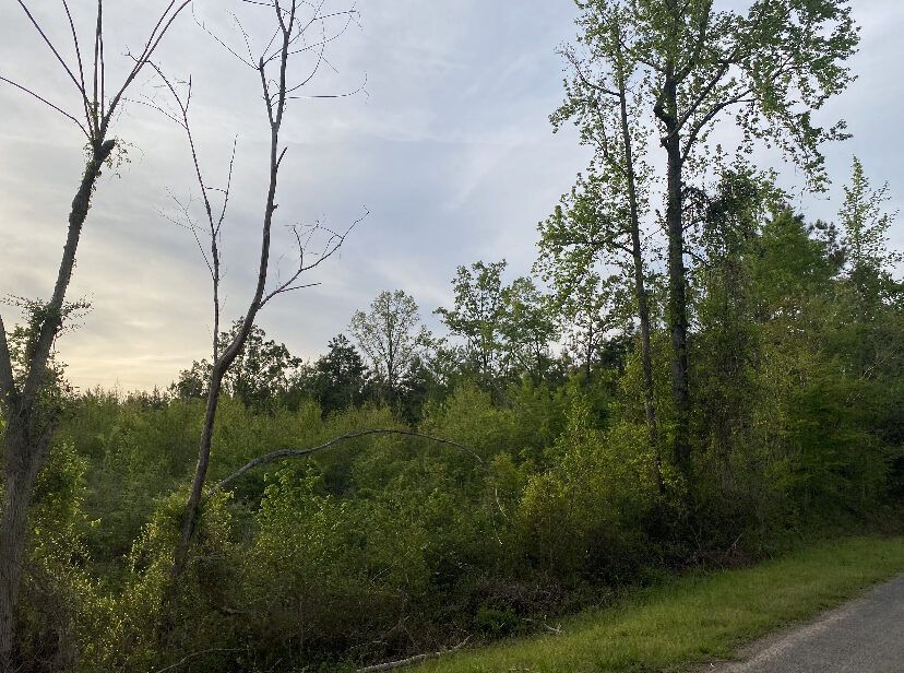 Road frontage at Union Ridge, Winston County